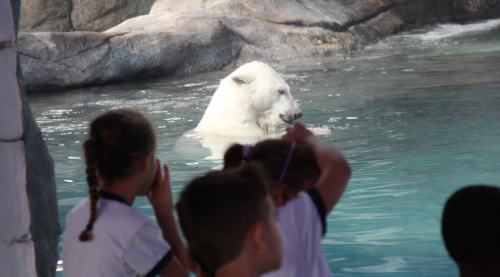 urso polar aquario de sp são paulo passeio crianças semana da criança